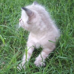 Meet your Posher, Veronica